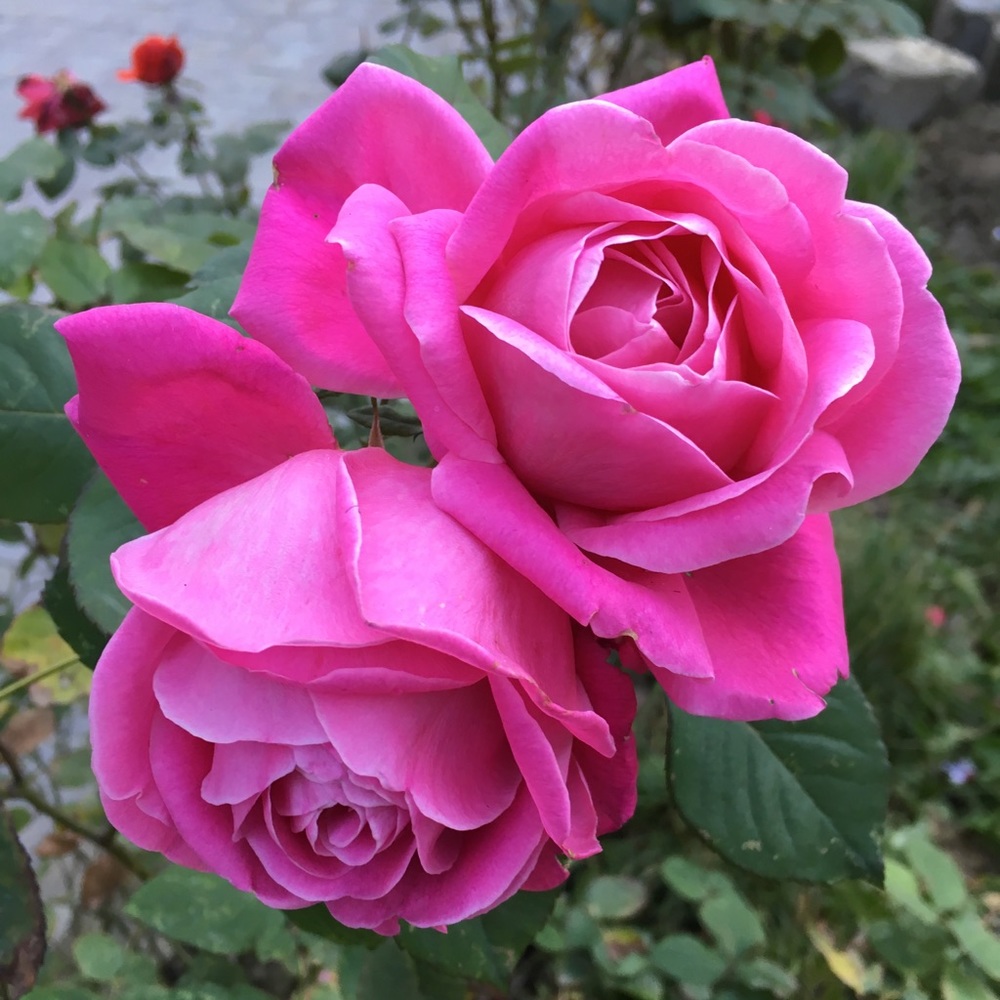 Meet your Posher, Kerry